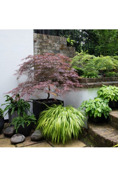 Acer palmatum Inaba-shidare